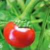 红宝石观赏椒种子 养心菜种子
